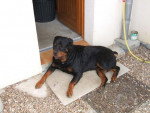 Démon - Rottweiler Mâle (5 ans)