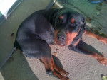 Bayla - Rottweiler Femelle (6 ans)