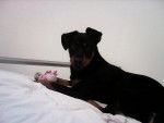 Bella - Rottweiler Femelle (10 mois)