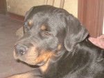 india - Rottweiler Femelle (2 ans)