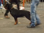 Taïga - Rottweiler Femelle (3 ans)