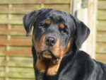 Inouk - Rottweiler Mâle (1 an)