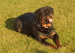 sylver - Rottweiler Mâle (9 mois)