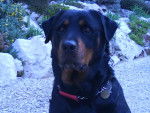 tixie - Rottweiler Femelle (10 ans)