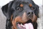 Rottweiler - Rottweiler