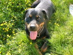 Photo Rottweiler