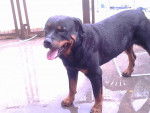 preto - Rottweiler Mâle (5 ans)