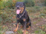 marge rottweiler - Rottweiler