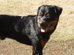 rottweiler arès né le 07.06.05 - Rottweiler