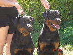rottweiler shana et son fils arès de l'élite des empereurs - Rottweiler