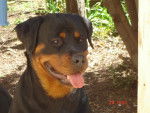 athémis rottweiler femelle née le 07.02.05 - Rottweiler