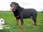 Rottweiler--Poska - Rottweiler