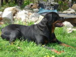 rottweiler shana von der kroning keiser - Rottweiler