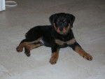 rottweiler \