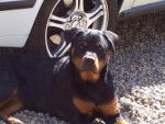 rottweiler Vanda - Rottweiler