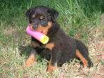 ROTTWEILER - Rottweiler