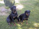 Rottweiler - Ukay et Sheeva - Rottweiler