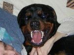 tyson rottweiler - Rottweiler