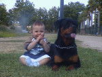 rottweiler (actual love du domaine de zeus ) - Rottweiler