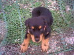 Rottweiler - Briska - Rottweiler