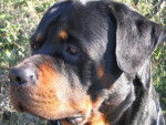 rottweiler - Rottweiler
