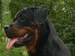 Ark'Han rottweiler - Rottweiler