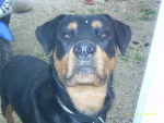 Rottweiler Briska - Rottweiler