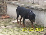 rottweiler - Lisa du crépuscule des anges - Rottweiler