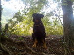 Rottweiler : Yuna - Rottweiler
