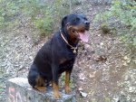 Rottweiler : Yuna - Rottweiler