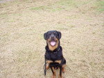 rottweiler sam - Rottweiler