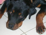 ROTTWEILER - Rottweiler