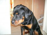 ROTTWEILER - Rottweiler