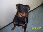 croiser rottweiler mona - Rottweiler