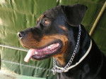 Rottweiler : Yuna - Rottweiler