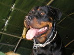 Rottweiler : Yuna - Rottweiler