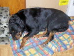 Lisa - Rottweiler - Rottweiler