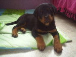 Rottweiler - Chadow - Rottweiler