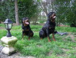 Rottweiler Athéna et Attila - Rottweiler
