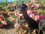 marge rottweiler femelle - Rottweiler