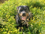 marge rottweiler femelle - Rottweiler