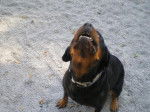 Rottweiler : Yuna - Rottweiler