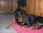 rottweiler ULAN - Rottweiler