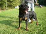 rottweiler bronko du jardin des monts d'or - Rottweiler