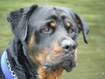 Rottweiler , Sniper - Rottweiler