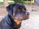 rottweiler bronko du jardin des monts d'or - Rottweiler