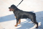 rottweiler bronko du jardin des monts d'or - Rottweiler