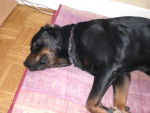 rottweiler loulou - Rottweiler