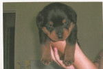rottweiler ULAN - Rottweiler