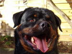 rottweiler bronko du jardin des monts d'or - Rottweiler